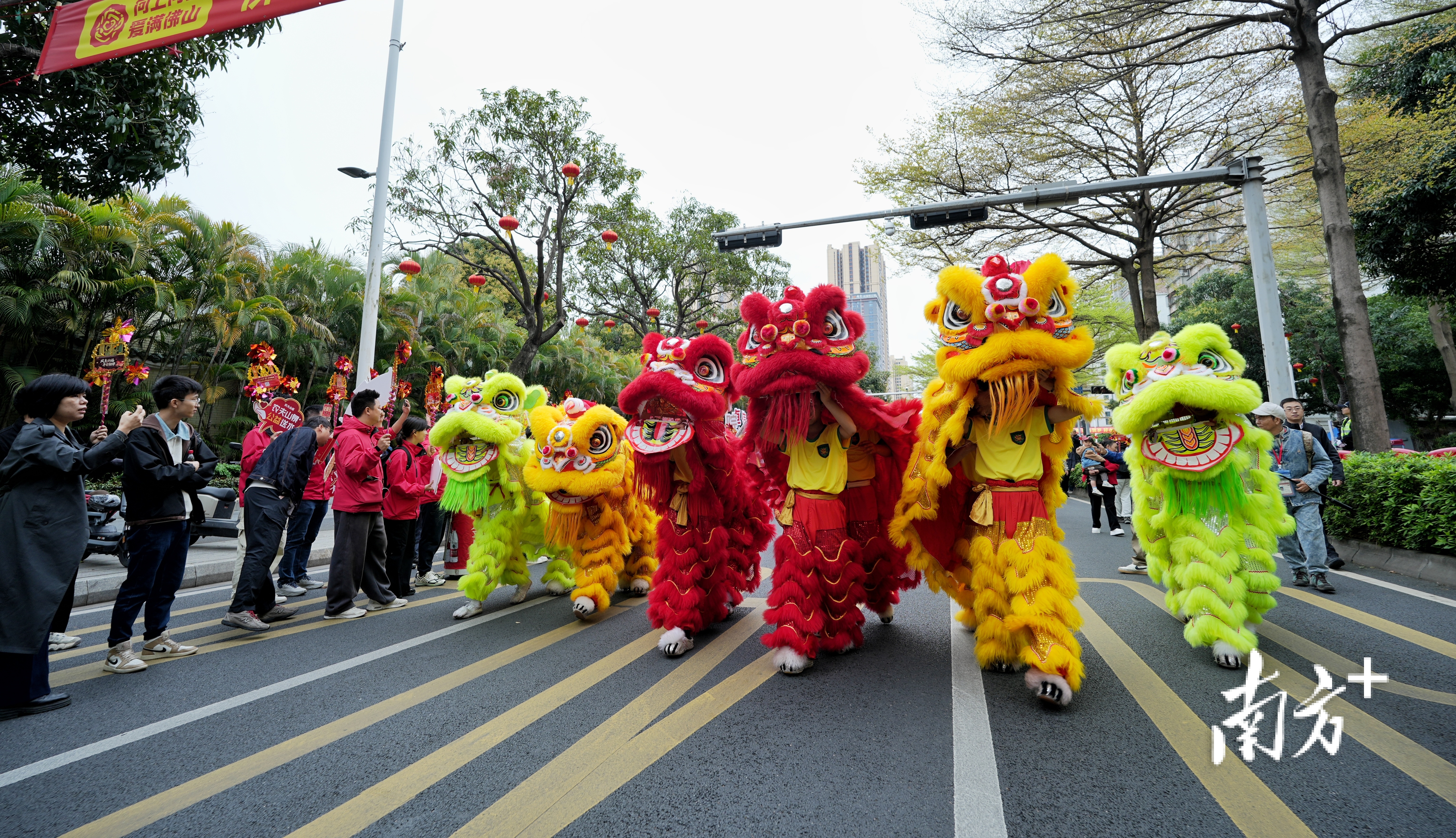 醒狮开道,满城欢腾闹元宵。