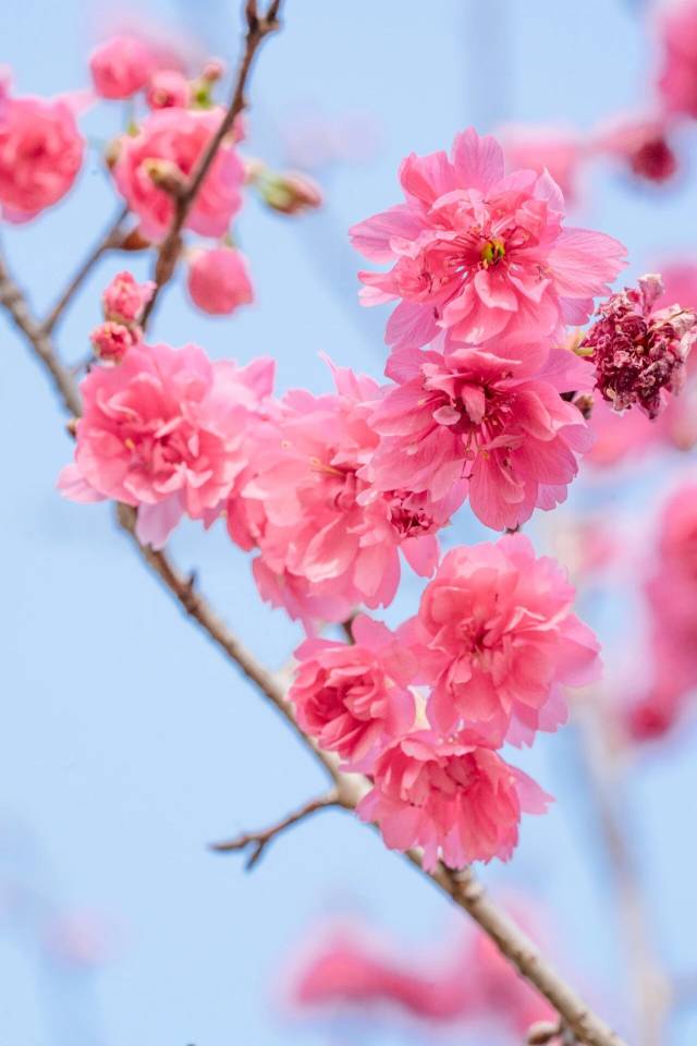 樱花  受访者供图