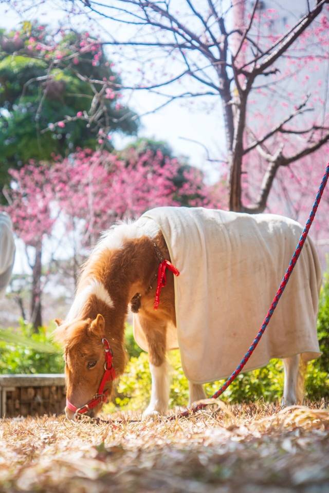华农  受访者供图