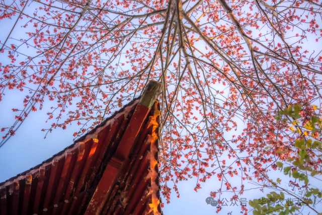 华农  受访者供图