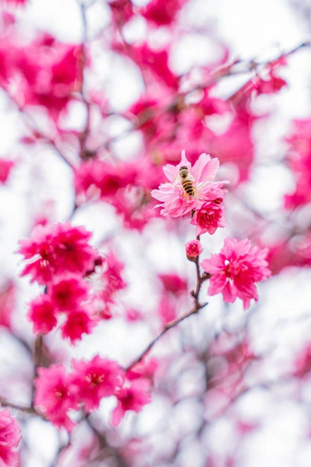 樱花树下办集市  受访者供图