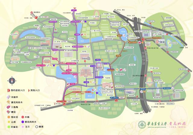 樱花树下办集市  受访者供图