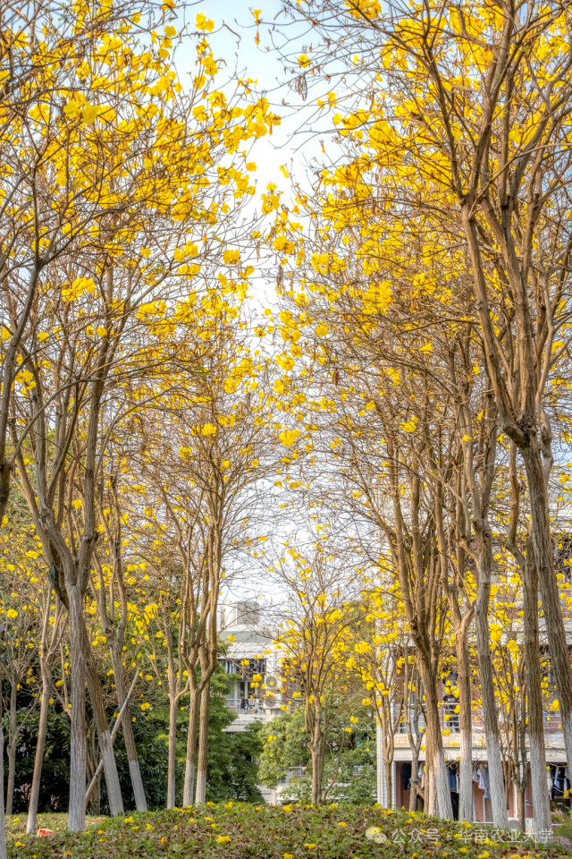 华农  受访者供图