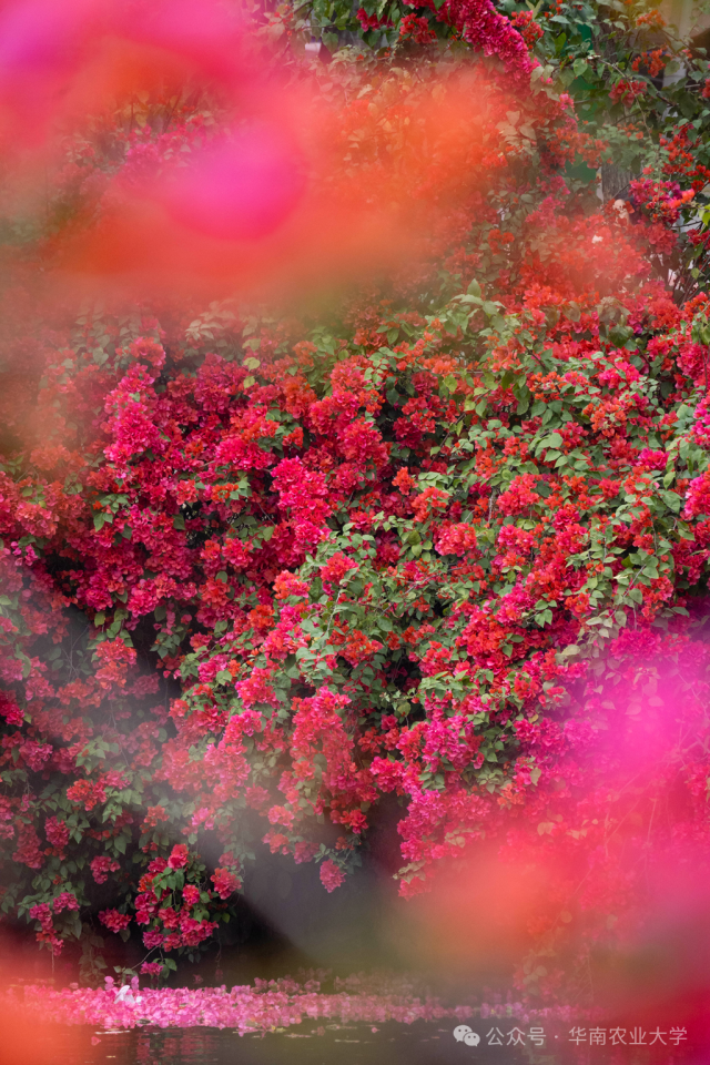 华农  受访者供图