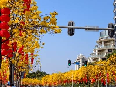 在“黄金大道”品粤声悠扬，2026南华西文化艺术季绚烂启幕