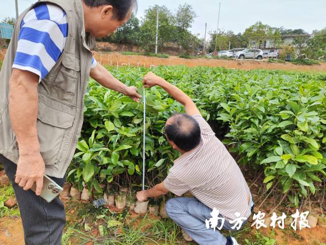 技术人员检查苗木。
