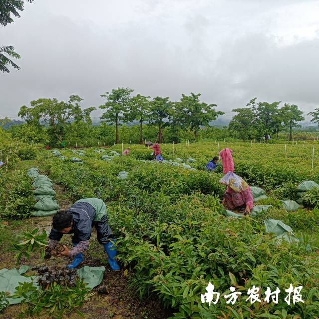 荷木出圃打包装袋