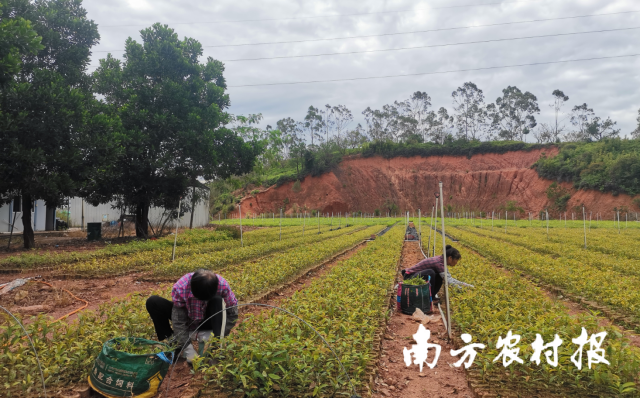 工人在苗圃基地除草。
