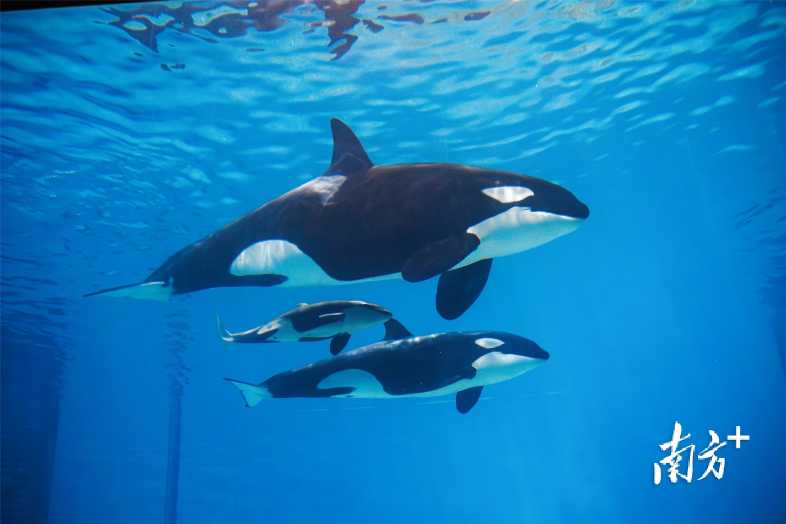 长隆虎鲸家族。 受访者 供图