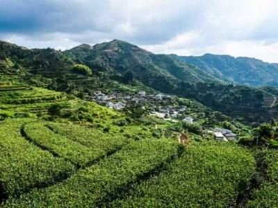 大变样！大埔枫朗镇：以茶兴村 以美塑形｜镇能量·“埔”写新篇①