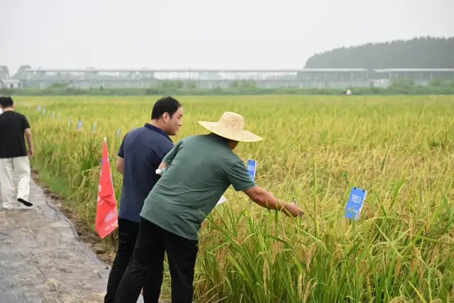 节水抗旱稻新品种“我选我秀”展示评选。资料图
