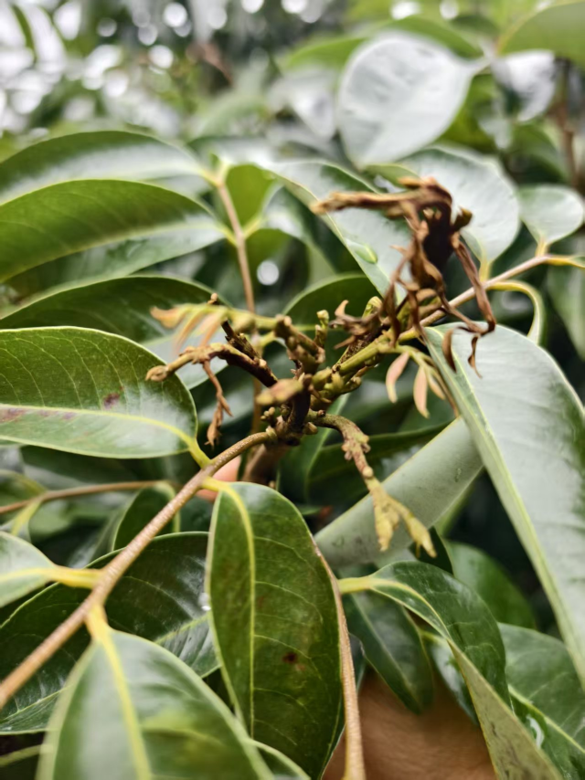 南方农村报 徐建杭 拍摄