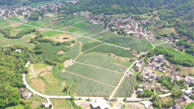 阳春市三甲镇大垌村豇豆种植示范基地