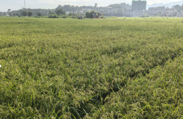 2025年基地制种水稻长势情况