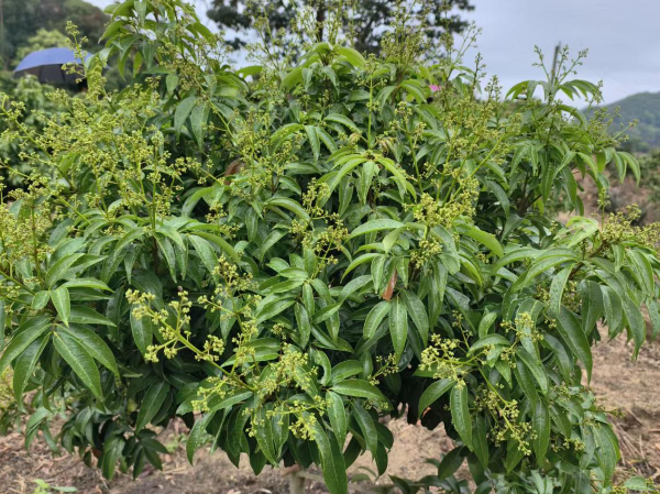 南方农村报 徐建杭 拍摄