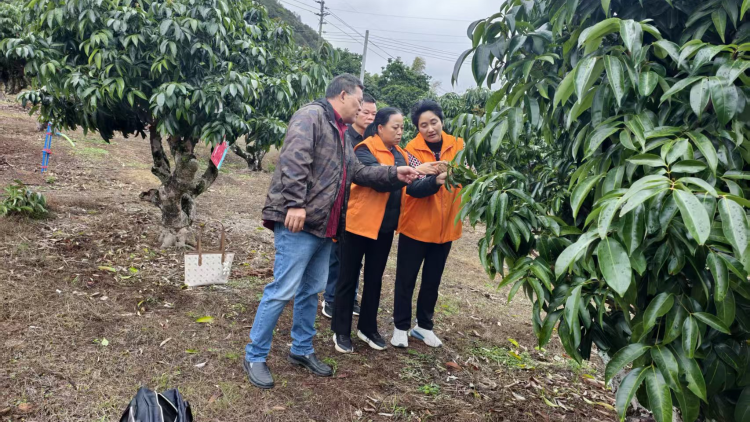 农业科技特派员精准服务、助力从化荔枝花穗提质增效