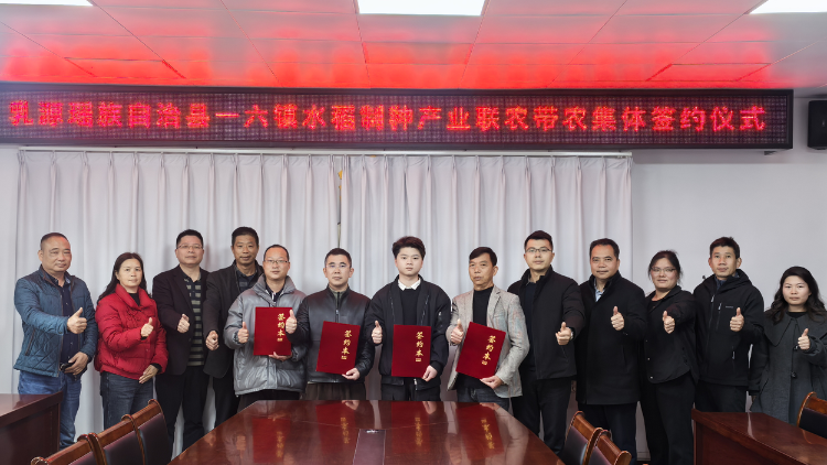 创新联农模式，乳源县一六镇水稻制种产业再扩规模