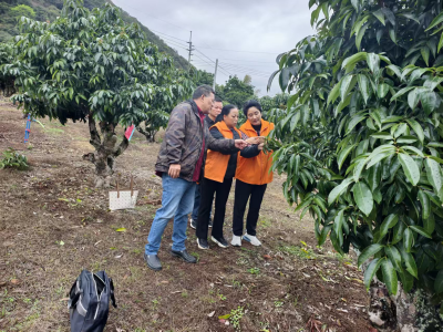 农业科技特派员精准服务、助力从化荔枝花穗提质增效