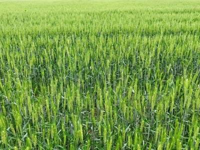 藏粮于地！韶关樟市2785亩冬小麦抽穗开花