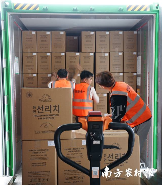 工人将整箱冻眠鲜荔枝装进货柜。