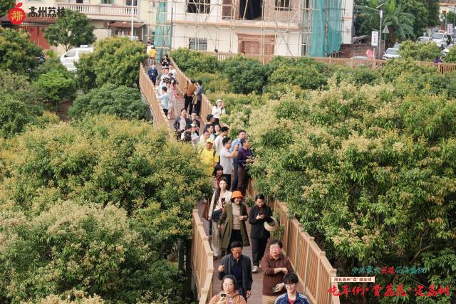 游人穿梭在荔枝花海