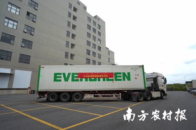 满载从化冻眠鲜荔枝的冷链车驶出工厂。