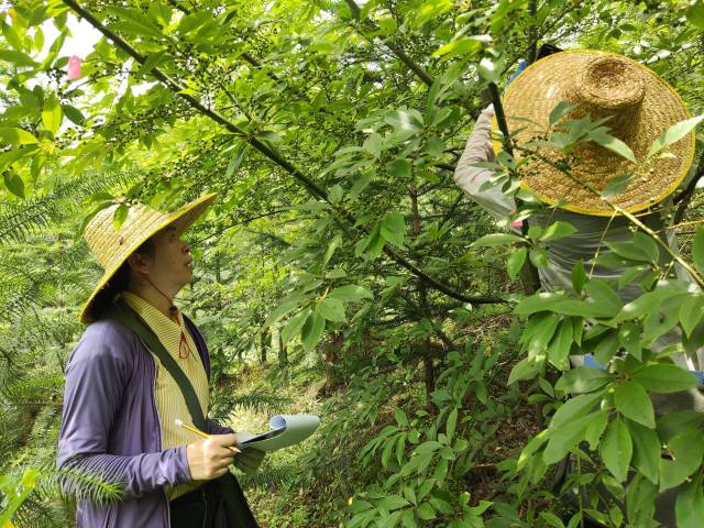 郭文冰在踏查连南野生资源