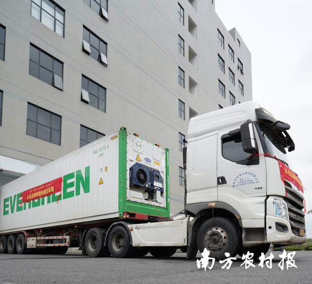 满载从化冻眠鲜荔枝的冷链车，启程驶向港口。