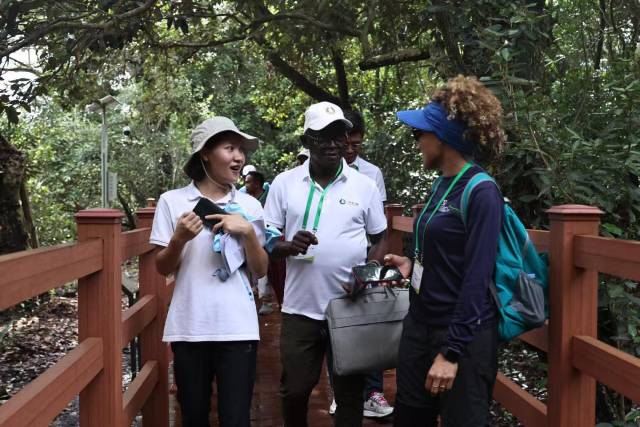 欧薇在跟国际友人讲述银叶树的故事 