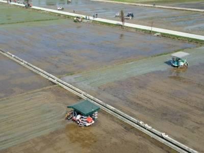 全省育秧面积超600万亩！广东全面掀起春耕生产热潮