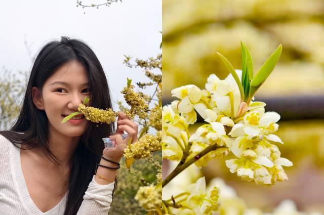 木姜子盛放，吸引游客观赏。  