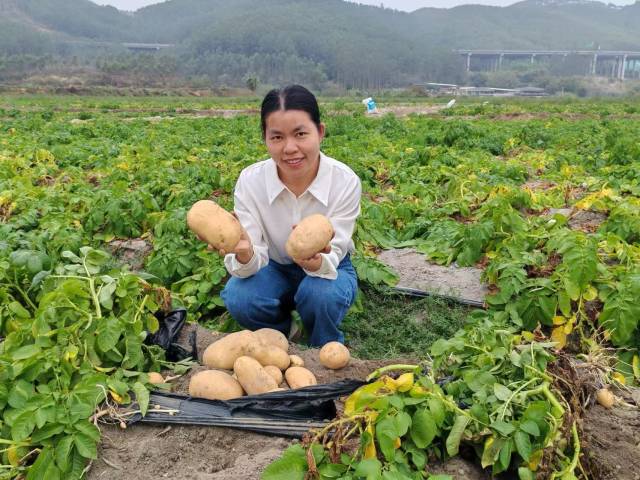 官利兰深耕乡土沃野，培养马铃薯与水稻新品种，为乡亲们解答种植问题。