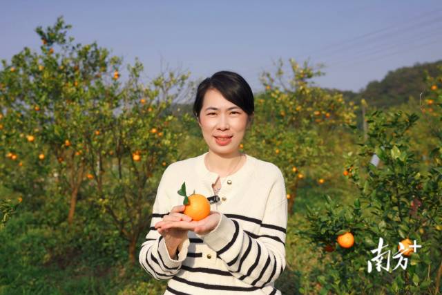 陈慧在德庆种下的贡柑，已经远销海外。  