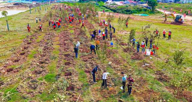 植树活动现场