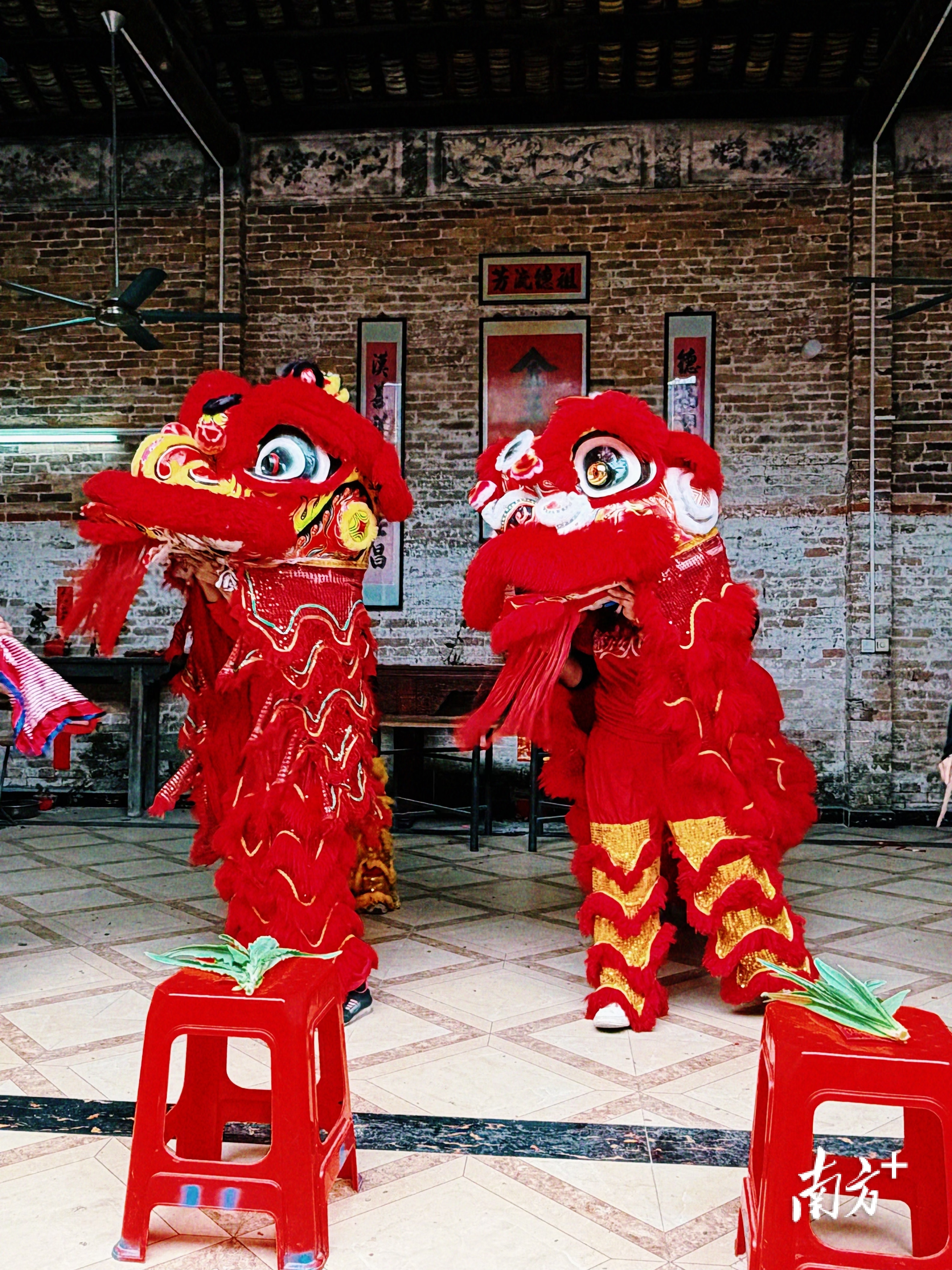 每年“三八”妇女节，队员们都会相约回到镇里舞狮，延续传统。南方+刘舜欣 摄 