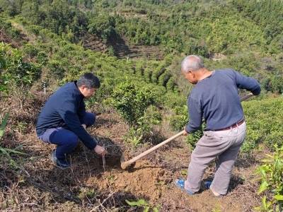 绿富同兴！潮安区登塘镇“茶园+油甘”模式，让茶农亩均增收超2000元