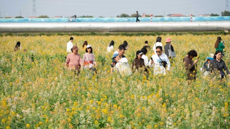 南农晨读｜七彩油菜花田