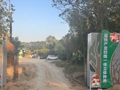 江门4万斤荔枝红松茸，成熟了