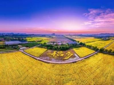 我在广东有“亩田”！两位人大代表与一粒米的“双向奔赴”