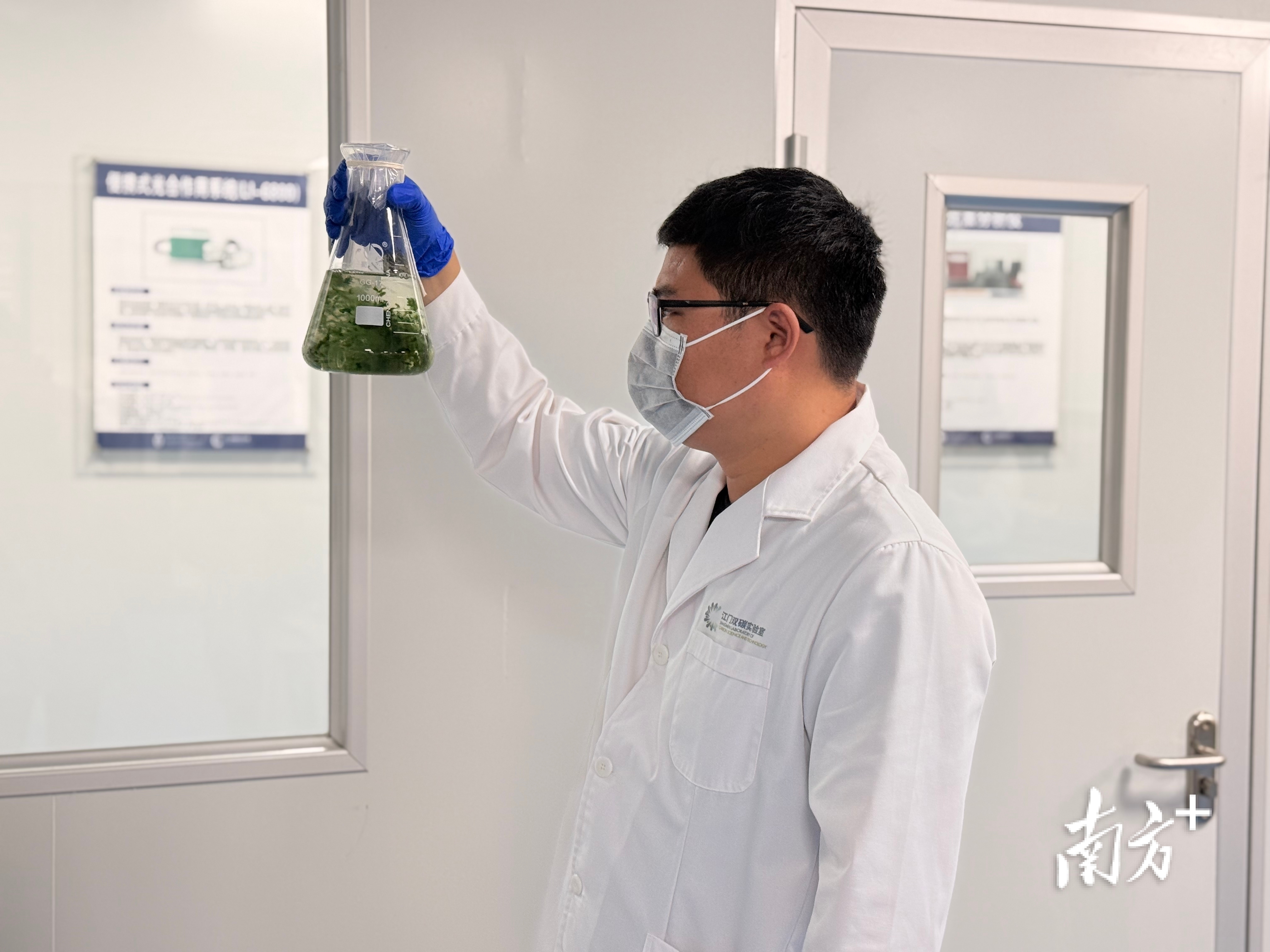 江门双碳实验室的藻类培育室，副研究员李磊观测培养的藻类。 南方+ 张泳渝 摄