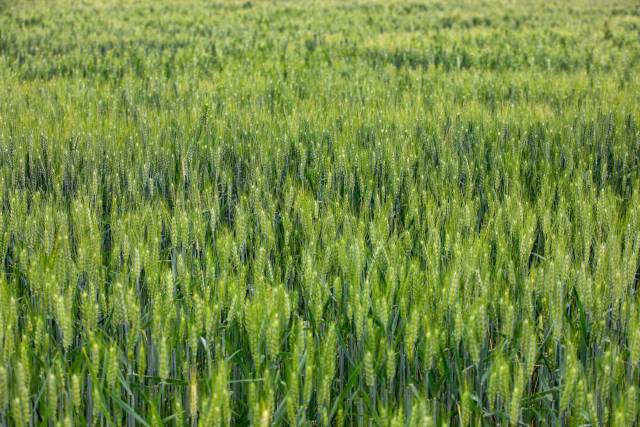 茁壮成长中的冬小麦。