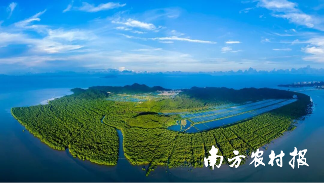 珠海淇澳红树植物园