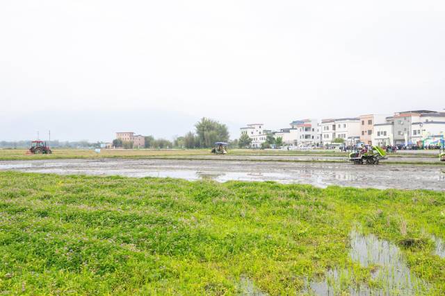 紫云英绿肥种植。