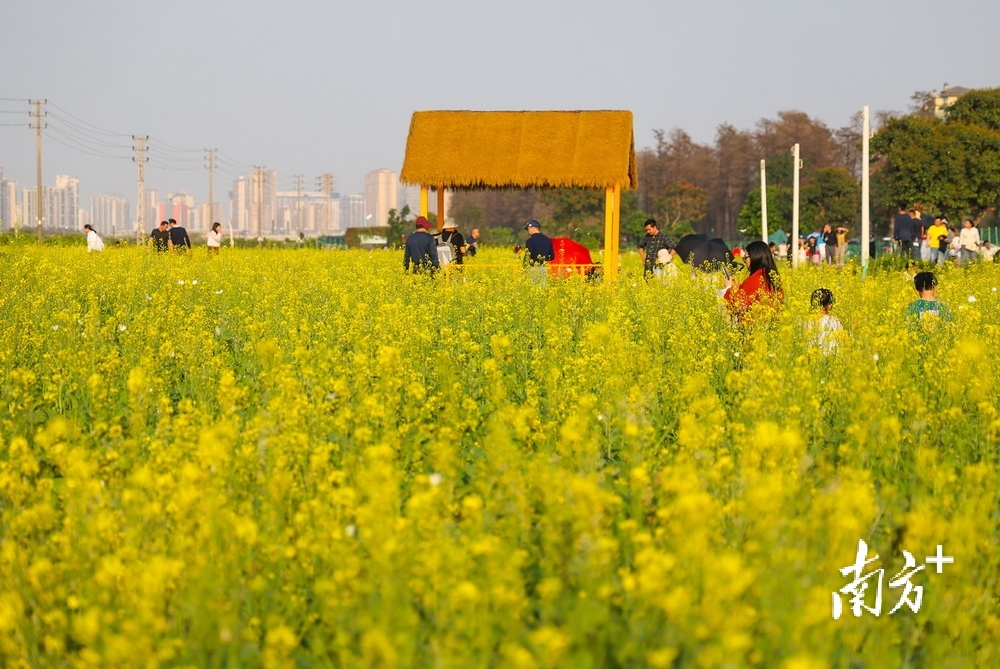 油菜花海成为市民游客踏青打卡的热门去处。&nbsp;