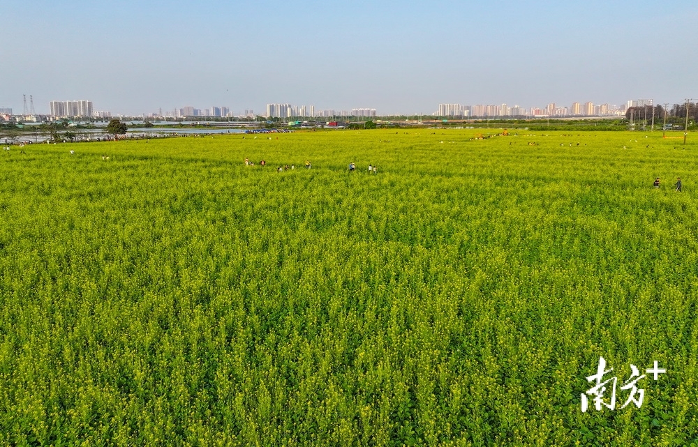 龙头环村的400亩油菜花一片金黄。