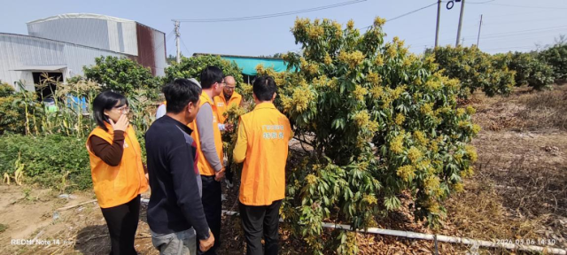 谭保荔枝种植基地指导现场