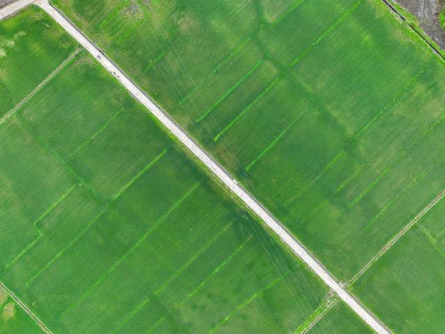 怀集县冬小麦种植示范田。