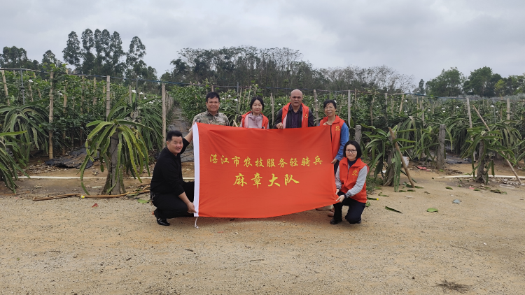 田间“把脉”开良方：麻章农业科技特派员为火龙果套种“护航”