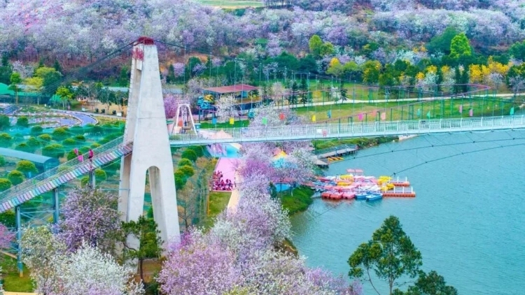 千亩花海，九登央视！花都凭什么？