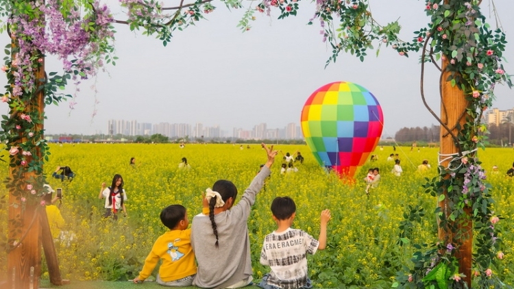 视频｜中山金色花海醉游人